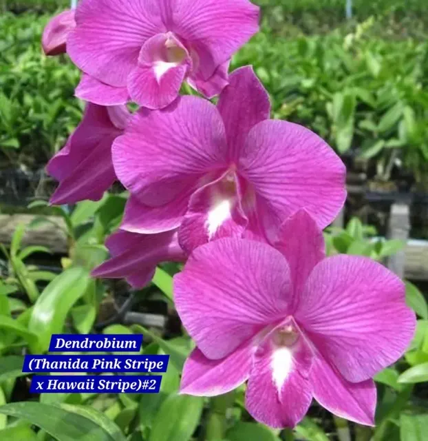 Dendrobium 15 Pink (Dendrobium)