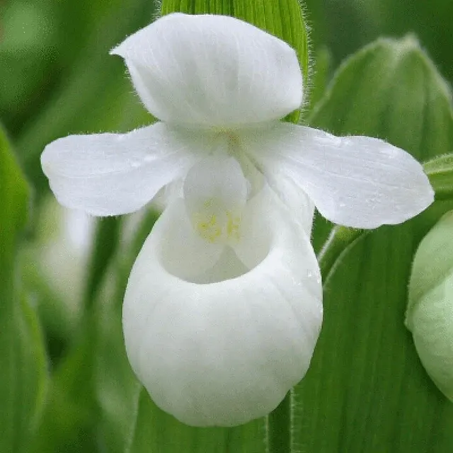 Cypripedium reginae 'alba'