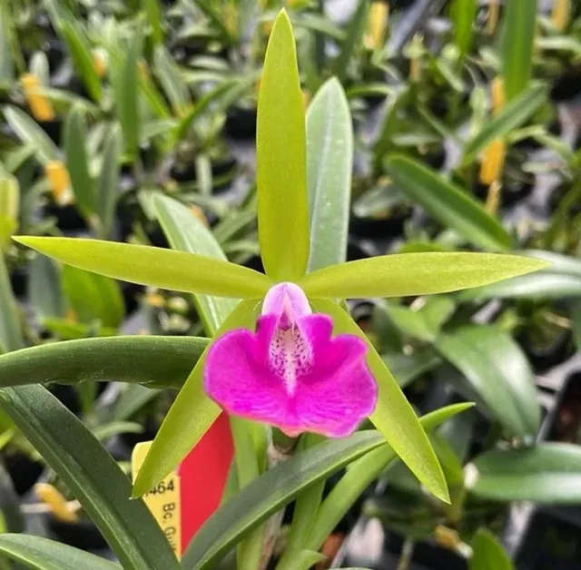 Brassocattleya Gulfshore Green Gem' 'S Beauty' (Brassocattleya)
