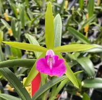 Bc. Gulfshore's Beauty 'Green Gem'