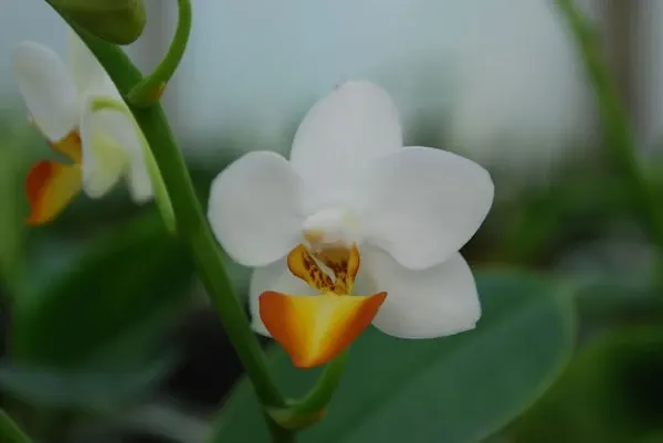 Phalaenopsis LIU JIN CHYAUM