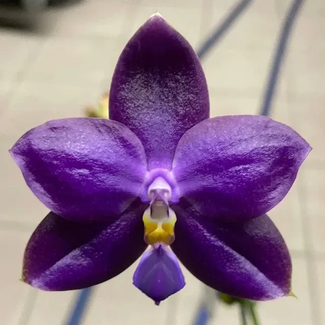 Phalaenopsis violacea 'Ludde' (Phalaenopsis)