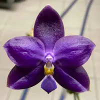 Phalaenopsis Ludde - Violacea ‘YL64’ AM/AOS