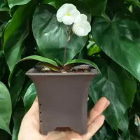 Paphiopedilum thaianum