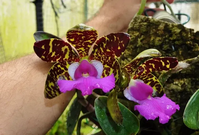 Cattleya aclandiae (Cattleya)