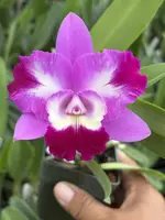 Lc. Mari’s Love ‘Taka’