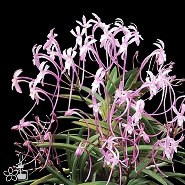 Neofinetia falcata 'Benitengu'