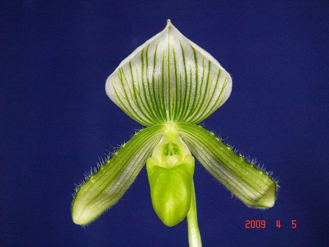 Paphiopedilum callosum alba (Paphiopedilum)