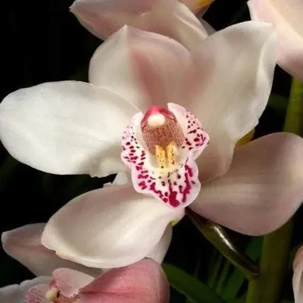 Cymbidium Summer Magic (Cymbidium)