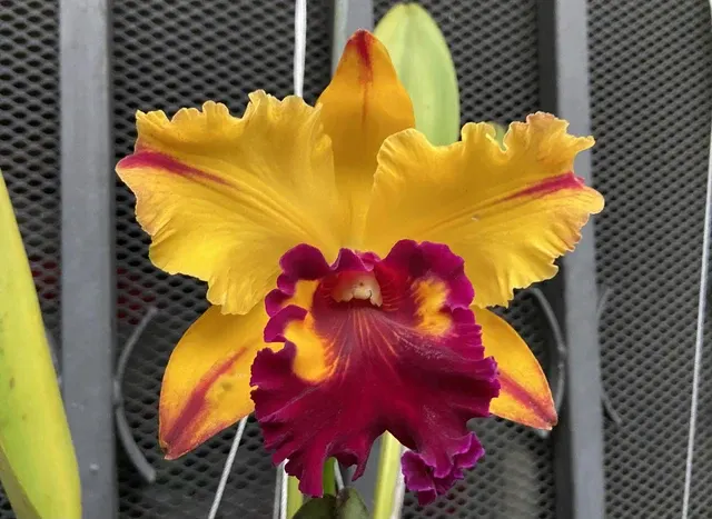 Rhyncholaeliocattleya Tainan Gold (Rhyncholaeliocattleya)