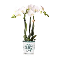 Witte orchidee Amabilis in Malaga sierpot | groen