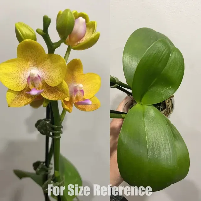 Phalaenopsis Tai-I Yellow Bird