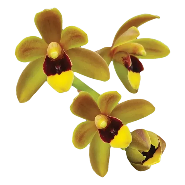 Cymbidium Dean Roesler – Original Division 'Jaffa'