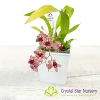 Oncidium Twinkle (Grex 25)