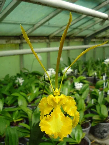Psychopsis MARIPOSA 'alba'
