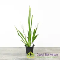 Oncidium Twinkle (Surprise colour)