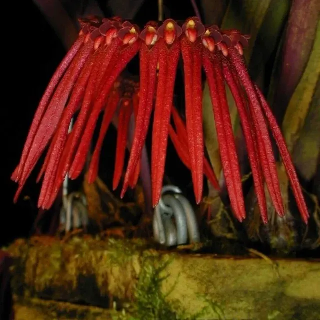 Bulbophyllum thaiorum