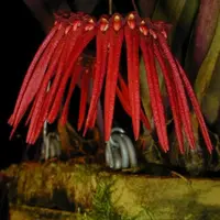 Bulbophyllum thaiorum (Thai Bulbophyllum)