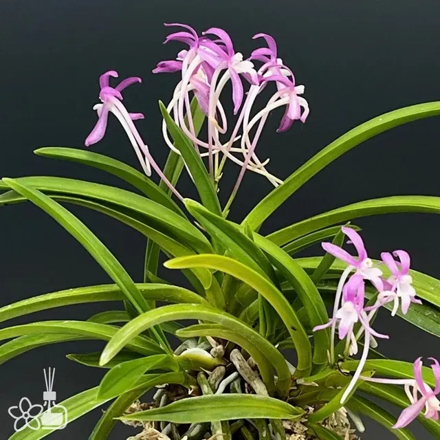 Neofinetia falcata 'Hongchun'
