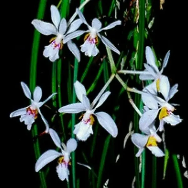 Holcoglossum lingulatum sp (Holcoglossum)