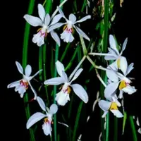 Holcoglossum lingulatum sp.