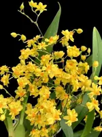 In Spikes – Fragrant Mini Oncidium Twinkle ‘Oro’ (2” Pot)