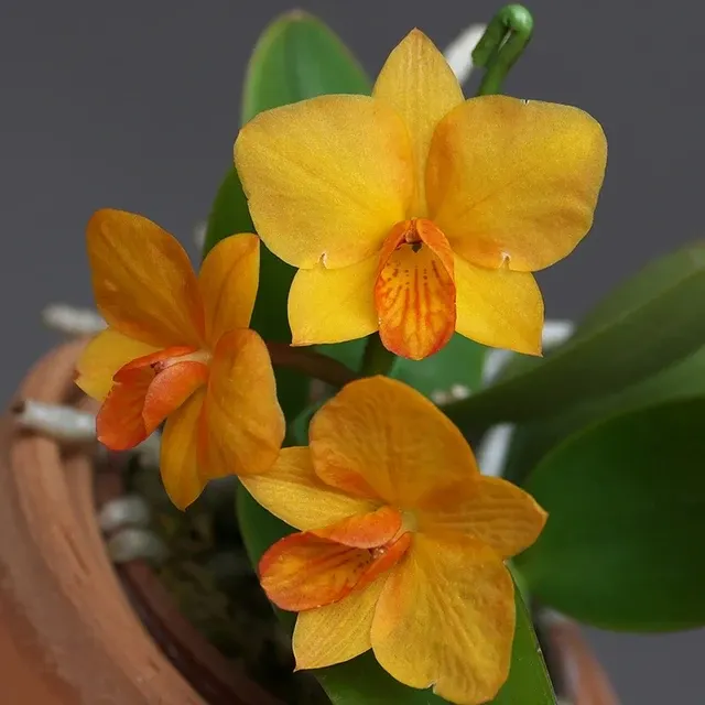 Cattlianthe Faikon Ball (Cattlianthe)