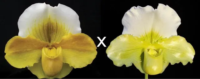 Paphiopedilum Alchemist's Treasure (Paphiopedilum)