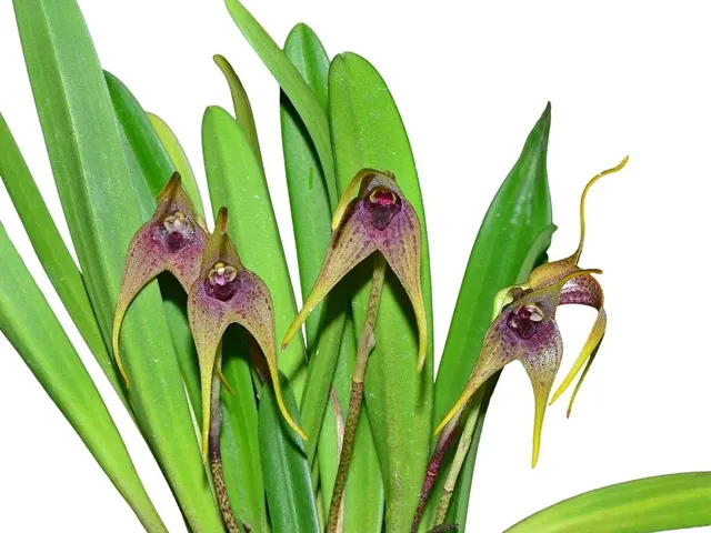 Masdevallia bonplandii (Masdevallia)