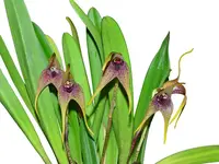 Masdevallia bonplandii