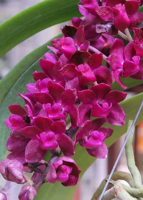 Rhynchostylis gigantea (Rhynchostylis)