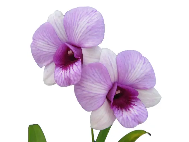 Dendrobium Sairung Pink Round (Dendrobium)