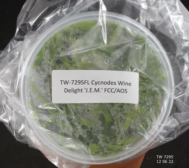 Cycnodes Wine Delight 'J.E.M.' (Cycnodes)