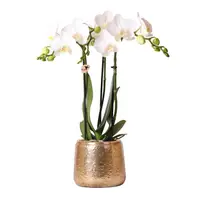 Witte orchidee Amabilis in Elite pot gold Ø9cm