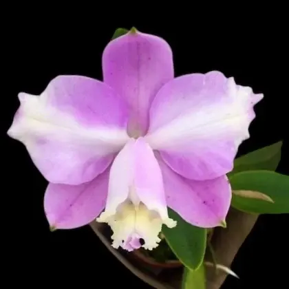 Cattleya loddigesii 'Aquini' (Cattleya)