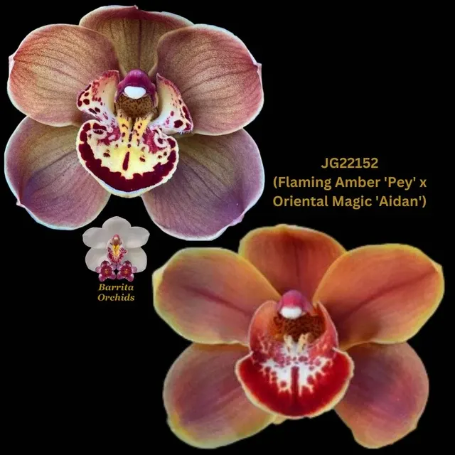 Cymbidium Seedling JG22152 'Pey' (Cymbidium)
