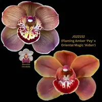 Cymbidium Seedling JG22152 (Flaming Amber 'Pey' x Oriental Magic 'Aidan')