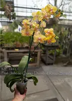 Phal. Jiuhbao Queen Diamond 'FANGtastic Picotee' (Chian Xen Queen x Haur Jin Diamond)