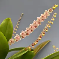 Stelis argentata