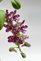 Rhynchonopsis Dragon Charmy (P. japonica x Rhy. gigantea) orchid — Not Currently In Bloom or Spike