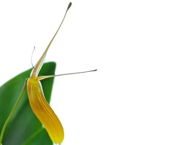 Restrepia brachypus yellow (Restrepia)