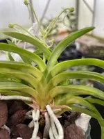 Neofinetia falcata ‘Jitsugekkou’