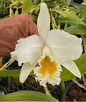 Cattleya mossiae alba ‘Olompali’s Dona Nevoide’