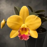 Cattleya Itsy Bitsy 'Yellow Pearl'