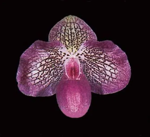 Paphiopedilum Kevin Porter (Paphiopedilum)