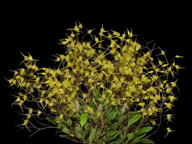 Trichosalpinx pusilla (Trichosalpinx)