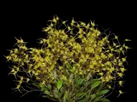 Trichosalpinx pusilla