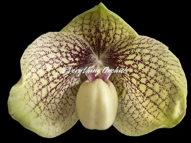 Paphiopedilum leucochilum x hangianum