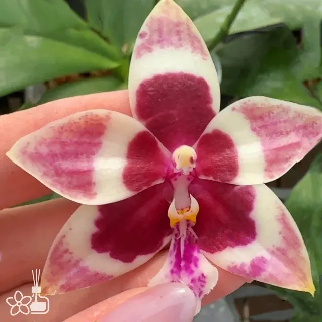 Phalaenopsis LL Blue Magpie 'Cherry Heart'