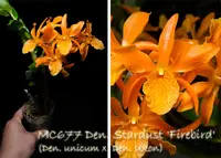Den. Stardust 'Firebird, Note: Only 3 available . Compact grower' (Den. unicum x Den. Ukon)